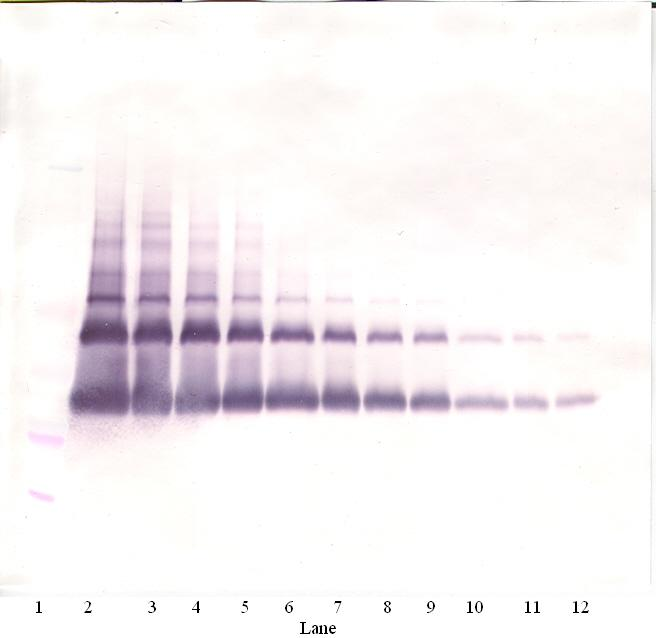 VEGFA Antibody (Biotin)