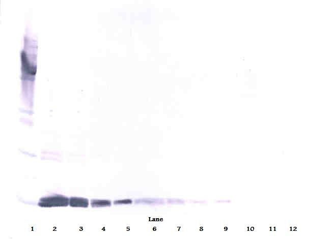 VEGFA Antibody (Biotin)