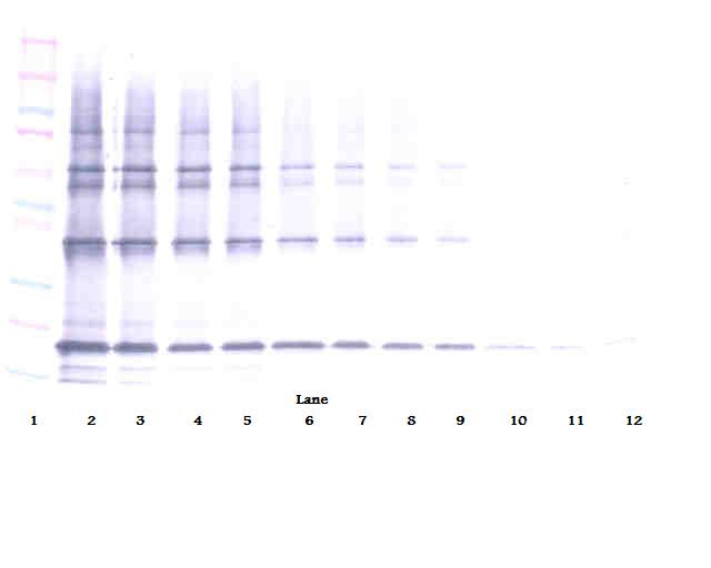 TNFSF10 Antibody (Biotin)