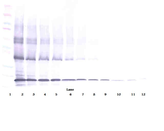 TNFSF10 Antibody (Biotin)