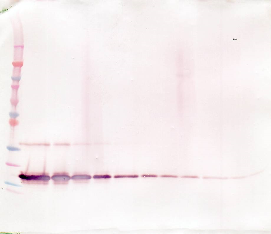 TNFRSF1B Antibody (Biotin)