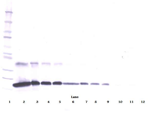 TNFRSF1A Antibody