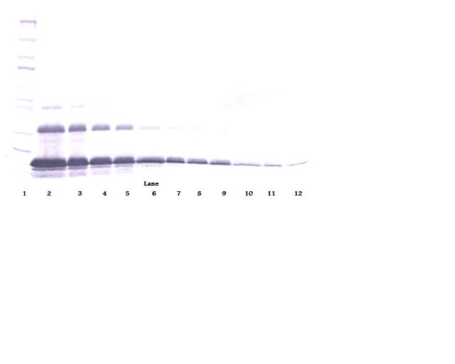 TNFRSF1A Antibody