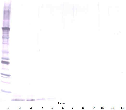 DEFA1 Antibody (Biotin)