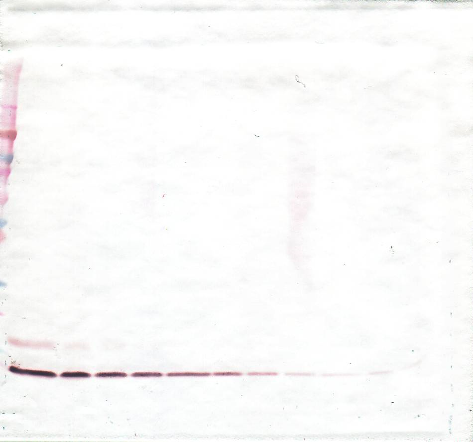 CCL18 Antibody