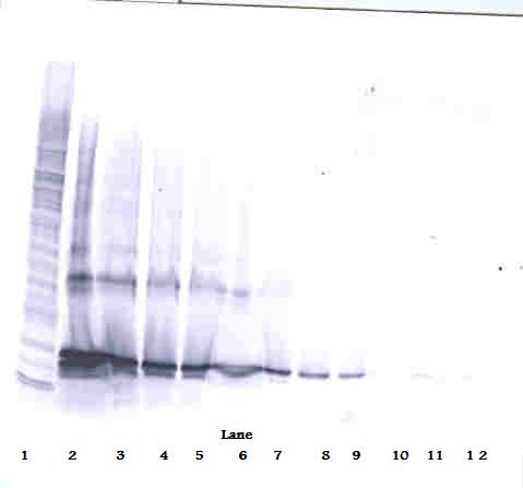 TNFSF14 Antibody (Biotin)