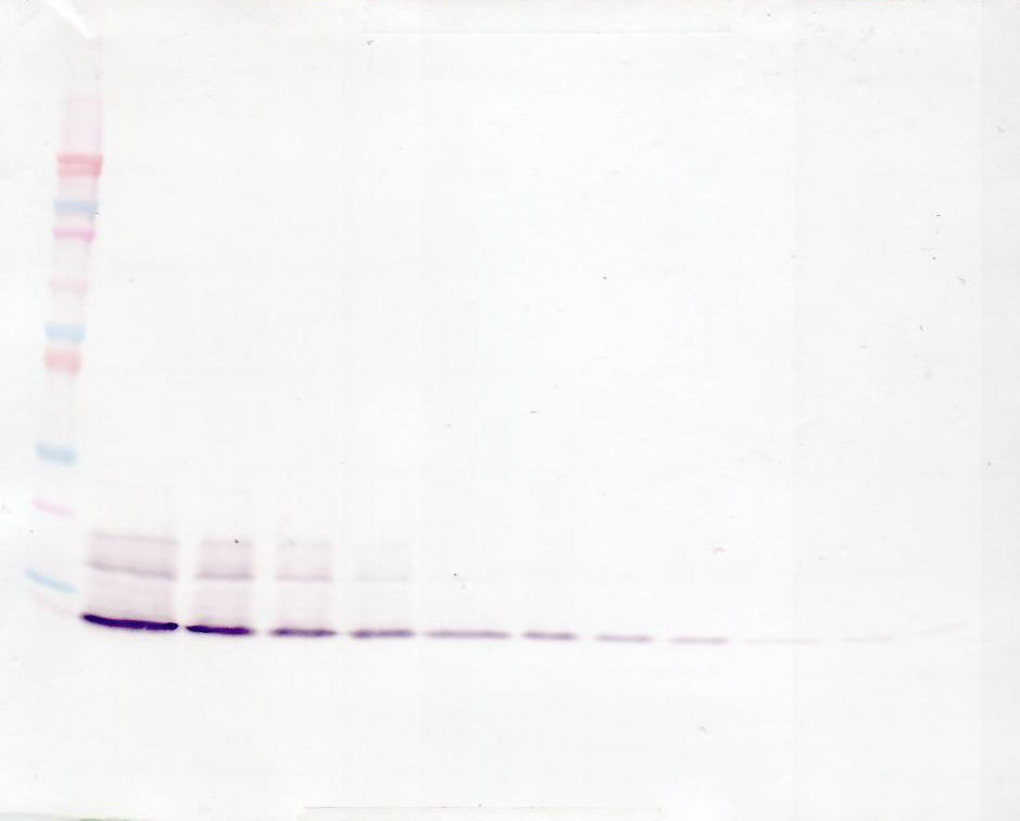 IL8 Antibody