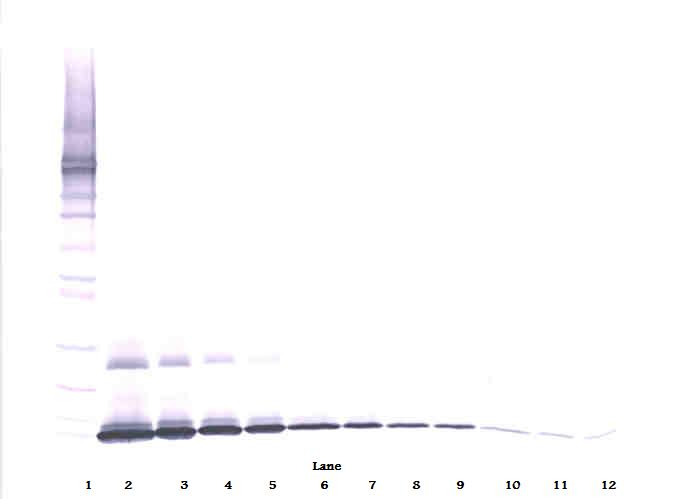 Il7 Antibody