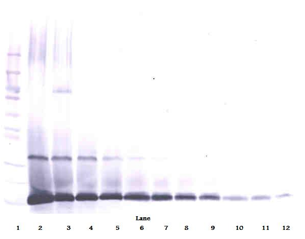 Il7 Antibody