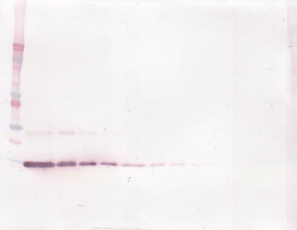 Il4 Antibody
