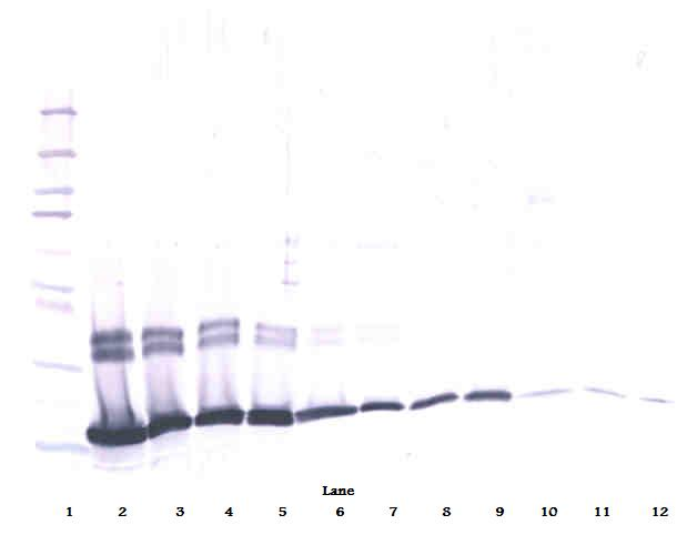 Il2 Antibody