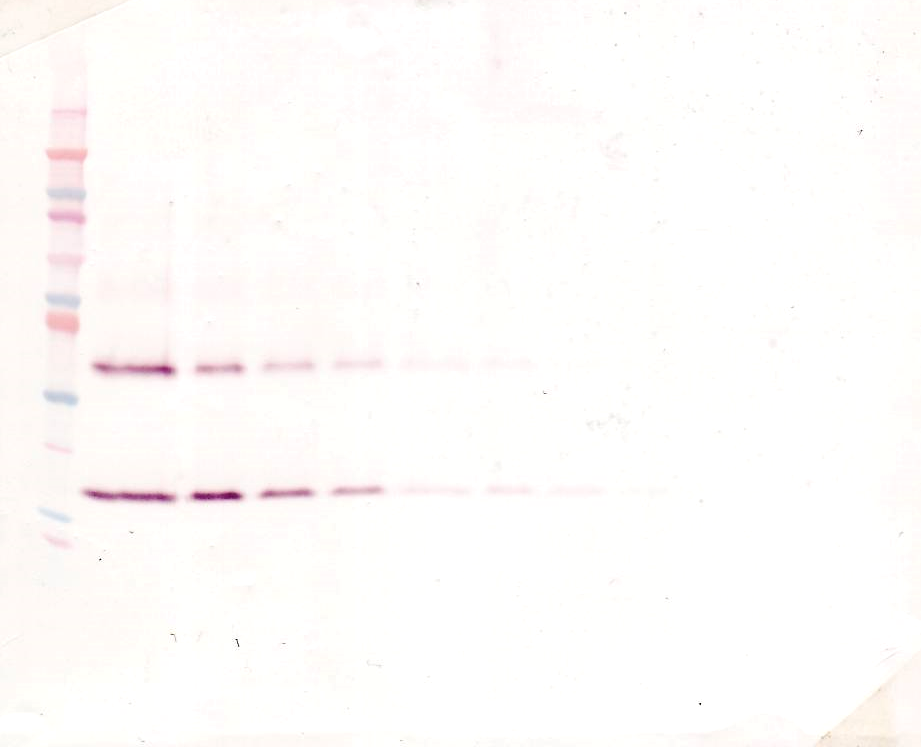 Il1b Antibody (Biotin)