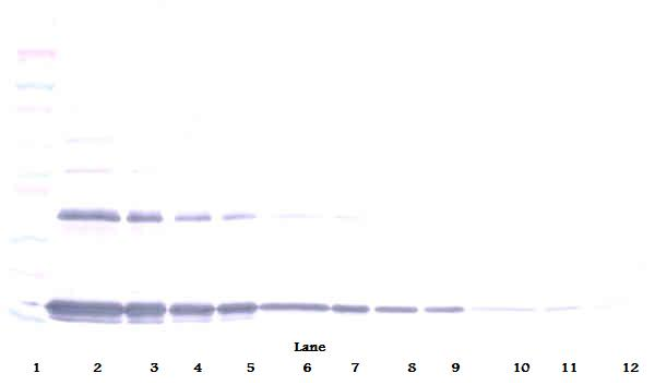 Il1a Antibody (Biotin)