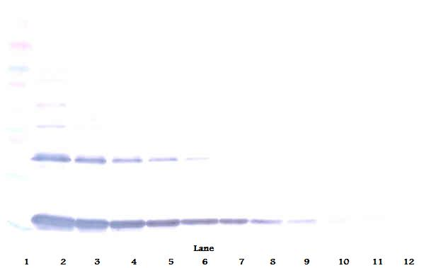 Il1a Antibody (Biotin)