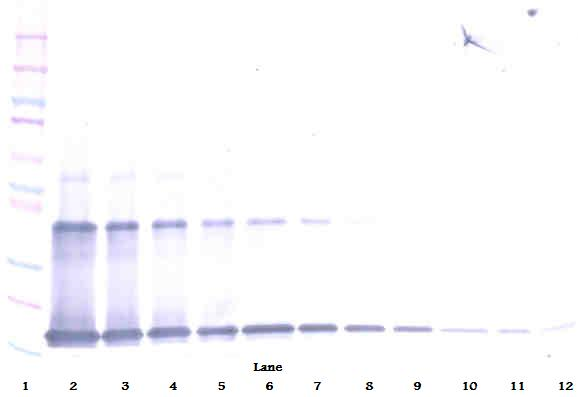 IL1A Antibody (Biotin)