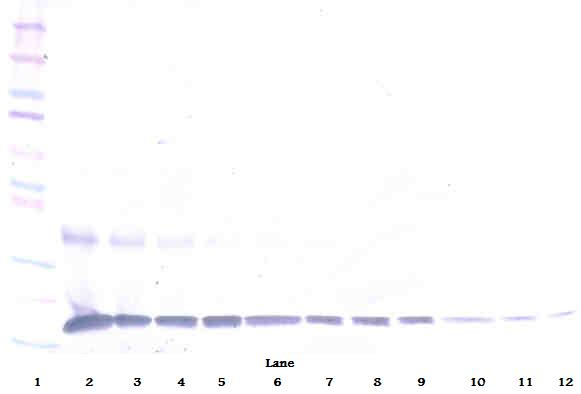 IL1A Antibody (Biotin)