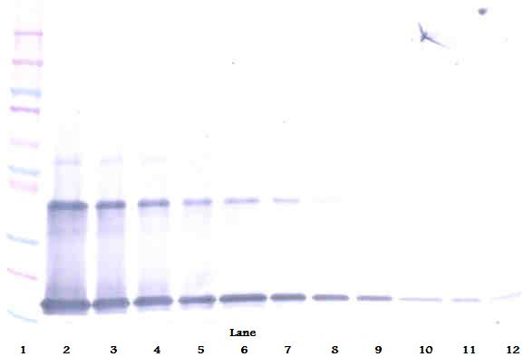 IL1A Antibody
