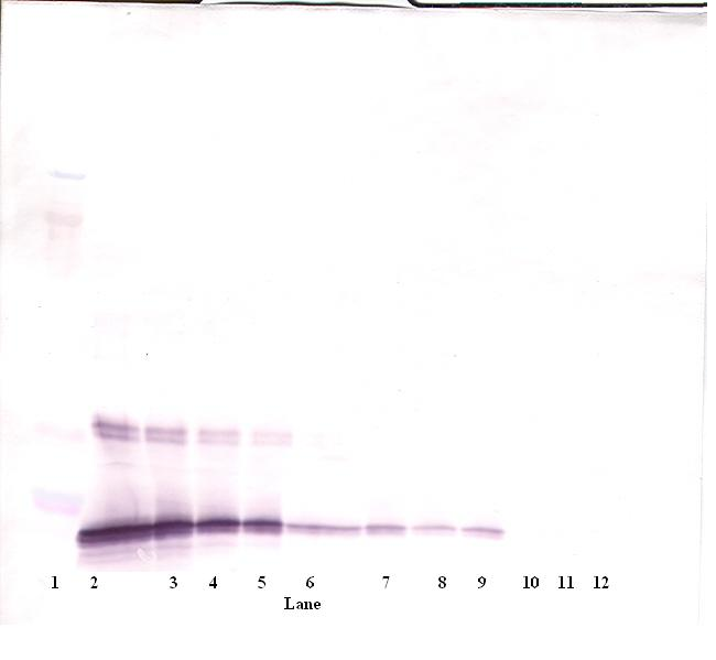 Il10 Antibody