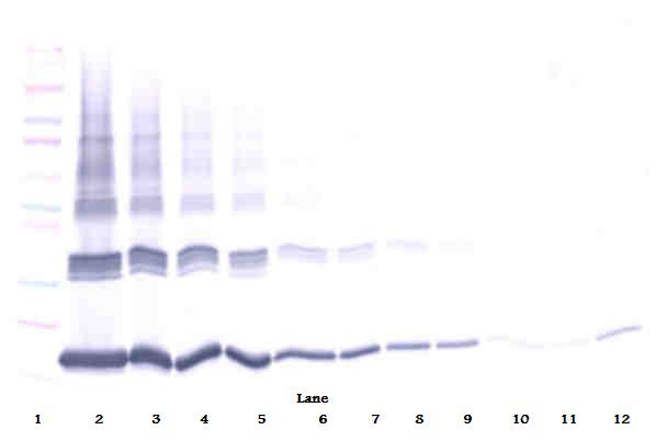 Il10 Antibody