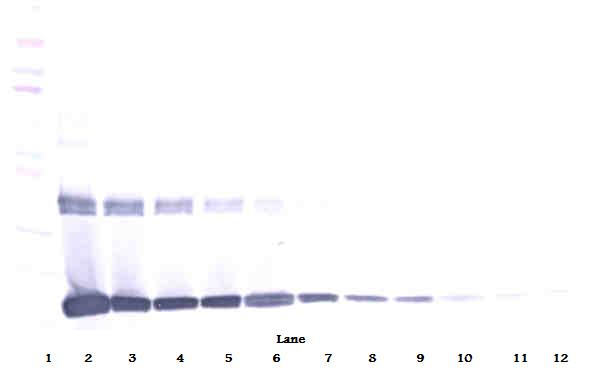 Il10 Antibody