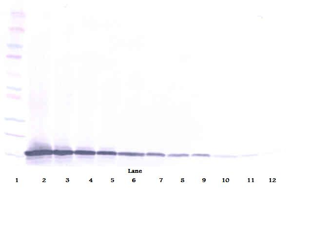 Ccl21c Antibody (Biotin)