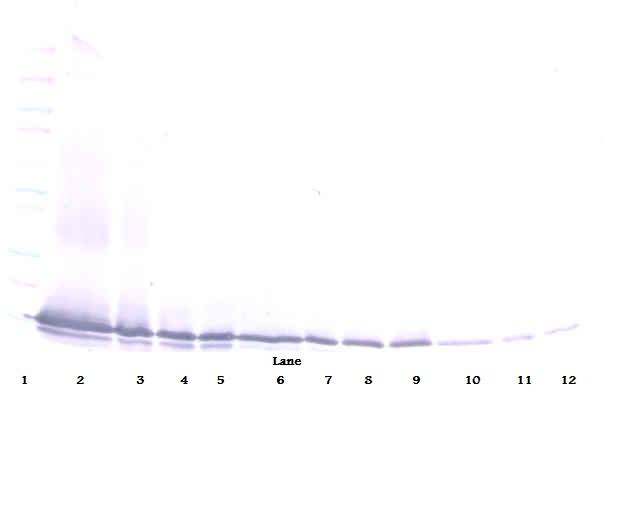 Ccl21c Antibody