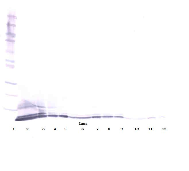 CXCL5 Antibody