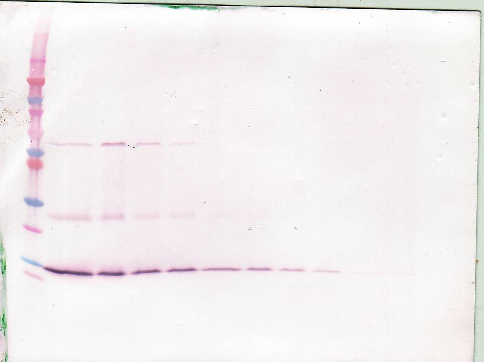 BDNF Antibody (Biotin)