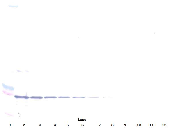 TNFRSF9 Antibody (Biotin)