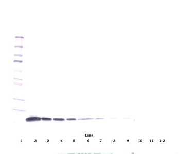IL10 Antibody