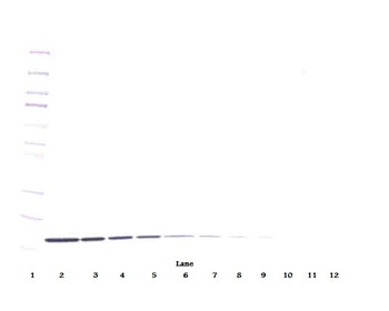 IL10 Antibody