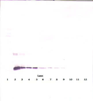 IL10 Antibody
