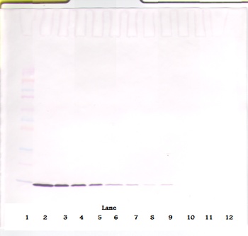 IL2 Antibody