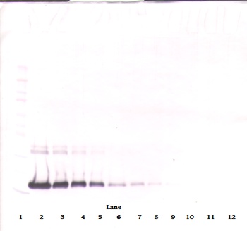 IL2 Antibody