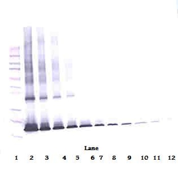 IL1RN Antibody