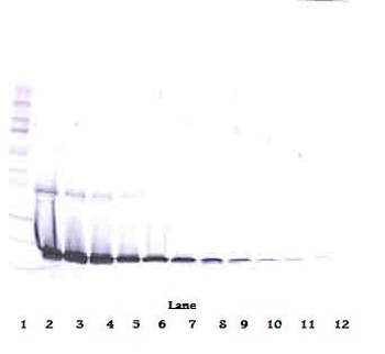 IL1RN Antibody