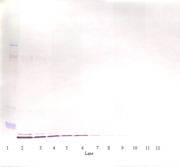 IL19 Antibody