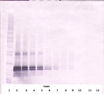 FGF17 Antibody