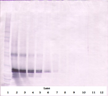 FGF17 Antibody