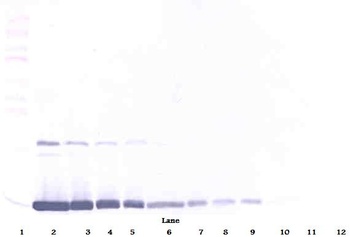 Csf2 Antibody