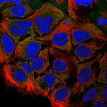 CCL28 Antibody