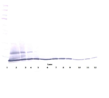 CCL27 Antibody