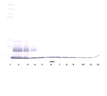 CCL27 Antibody