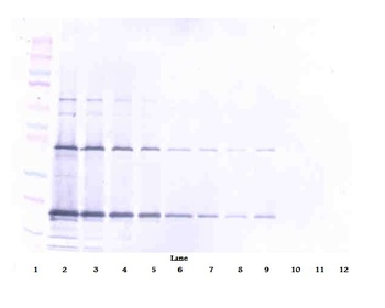 Tnfsf10 Antibody
