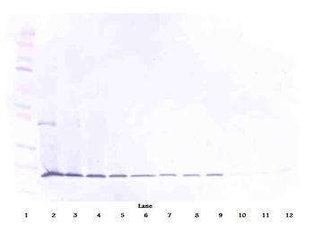 Tnfsf10 Antibody