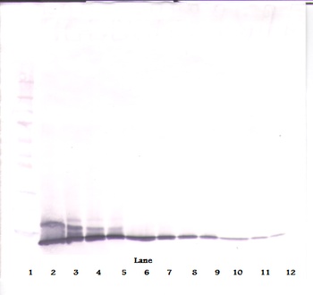 Il2 Antibody