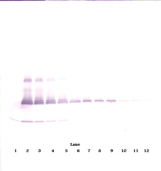 Il17a Antibody