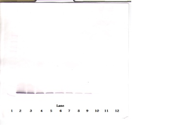 COL18A1 Antibody