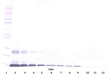 TNFSF18 Antibody (Biotin)