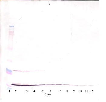 MIA Antibody